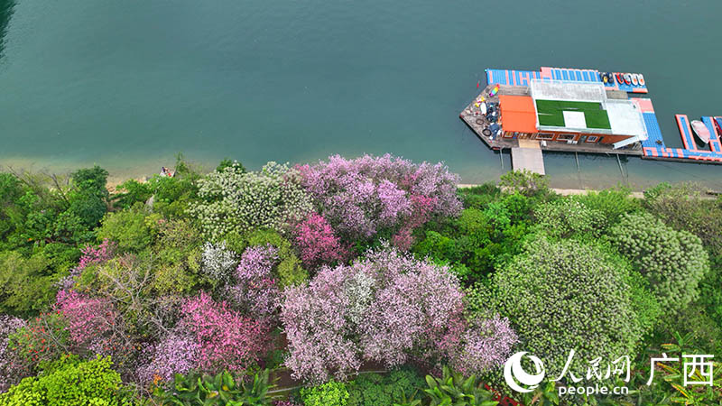 柳江沿岸紫荊花盛開。人民網(wǎng) 付華周攝