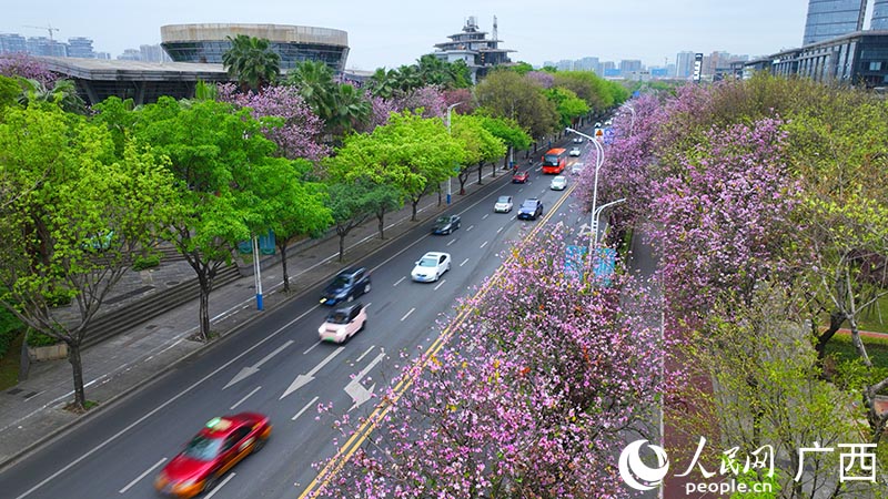 柳州市沿江路盛開的紫荊花。人民網(wǎng) 付華周攝