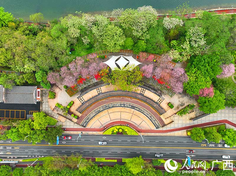 柳州市沿江路紫荊花盛開，美景如畫。人民網(wǎng) 付華周攝