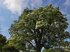 安徽廬江：500年流蘇古樹花開如雪