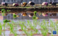 春耕生產(chǎn)時(shí)節(jié)到 農(nóng)忙春光里