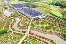 衡陽(yáng)市珠暉區(qū)茶山坳鎮(zhèn)堰頭村300多畝玫瑰喜迎八方來(lái)客