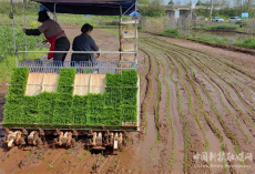 祁東縣白鶴街道打好糧食生產(chǎn)主動(dòng)仗