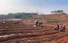 滿山迷迭香，鄉(xiāng)村振興“分外香”