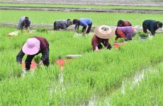 隆回羊古坳鎮(zhèn):搶插再生稻