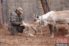 中國最后一支使鹿部落：探訪重回山林的生活