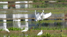 白鷺伴農(nóng)耕 田園生態(tài)美