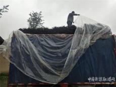 20萬(wàn)株玫瑰樹(shù)苗抵長(zhǎng)沙 欲打造河西第一家“浪漫莊園”