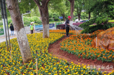 衡陽珠暉區(qū)：綠地花壇“換夏裝”?城區(qū)“顏值”大提升