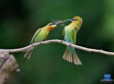 “最美候鳥”栗喉蜂虎廈門筑巢