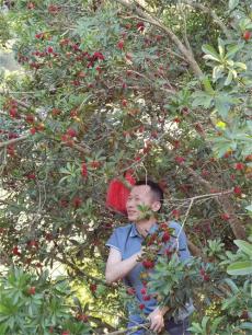 乾塘村的楊梅熟了