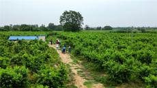 安徽廬江：好物推薦官 直播帶貨忙