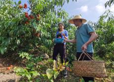安徽廬江：黃桃村里果飄香