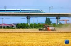 全國(guó)“三夏”麥?zhǔn)者M(jìn)度過半