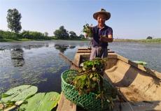 菱角菜?童年的味道