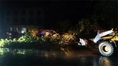 大樹被大風(fēng)刮倒堵國(guó)道?鎮(zhèn)村干部及時(shí)處置保通行