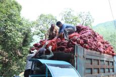 春墾撂荒地  秋來(lái)玉米香