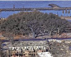 生態(tài)遭破壞 瀕危植物災(zāi)后難復(fù)原