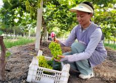 安徽廬江：科技特派員賦能產(chǎn)業(yè)發(fā)展