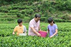 陳永強(qiáng)：子承父業(yè)只為茶香