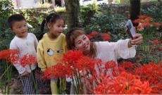 深山秋漸濃 彼岸花開(kāi)美