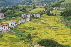 隆回縣金石橋鎮(zhèn)曉陽溪村稻浪翻滾美如畫