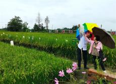 安徽廬江：水稻科學(xué)殺蟲(chóng)