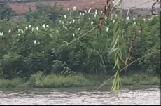 藍(lán)天上飛來(lái)一群“客人”  新寧護(hù)鳥(niǎo)營(yíng)為“賓客”護(hù)航