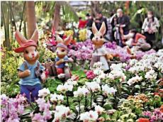 臺設(shè)計師變身花農(nóng) 赴滇建“蘭花王國”