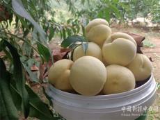 金秋十月 讓人“桃”醉！湖南新寧白馬田村的冬桃熟了