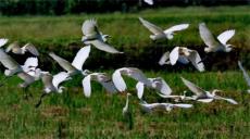 “世界護鳥日”新寧護鳥營一直為“千年鳥道”堅持宣傳