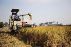 農民豐收｜珠暉區(qū)：田野織新景 晚稻收割忙