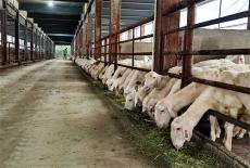 安徽廬江：生態(tài)循環(huán)養(yǎng)羊