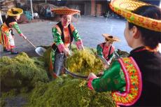  小花朵成就大產(chǎn)業(yè)——隆回縣小沙江鎮(zhèn)金銀花產(chǎn)業(yè)富民紀(jì)實(shí)