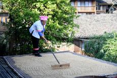 廣西龍勝水稻迎來秋收期