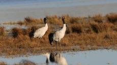 云南大山包自然保護(hù)區(qū)迎來(lái)今年首批越冬黑頸鶴