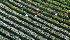 黃山貢菊 花開(kāi)如雪