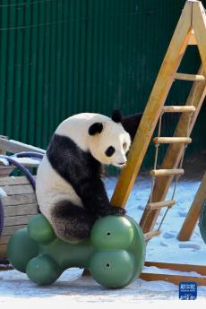 遼寧沈陽(yáng)：大熊貓雪后小憩