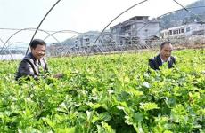 隆回縣麻塘山鄉(xiāng)特色種植實(shí)現(xiàn)農(nóng)民増收