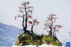 第二十一屆中國(guó)（金華）花卉苗木博覽會(huì)開(kāi)幕