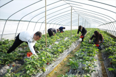 農(nóng)民豐收｜“甜蜜”上市！今冬第一口草莓你來湖東村嘗鮮