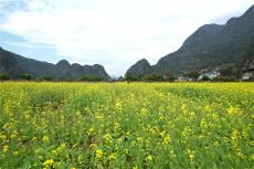 全國油菜花開最早的地方——貴州興義萬峰林