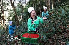 貴州榕江：草珊瑚喜豐收