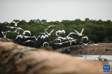 黑臉琵鷺翩躚濕地美