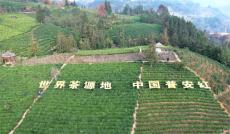 全國(guó)早茶大會(huì)暨 2024 年“貴州綠茶”第一采活動(dòng)召開(kāi)