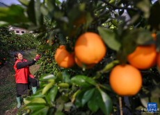 赤水河畔甜橙豐收
