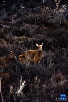 “失而復(fù)得”的西藏馬鹿