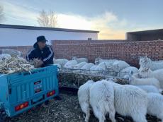 新春走基層|折家梁村的“羊計(jì)劃”