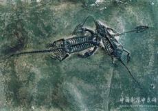 龍的故鄉(xiāng)在余慶，153個帶“龍”地名為證