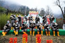 “新生大熊貓寶寶”亮相賀新春